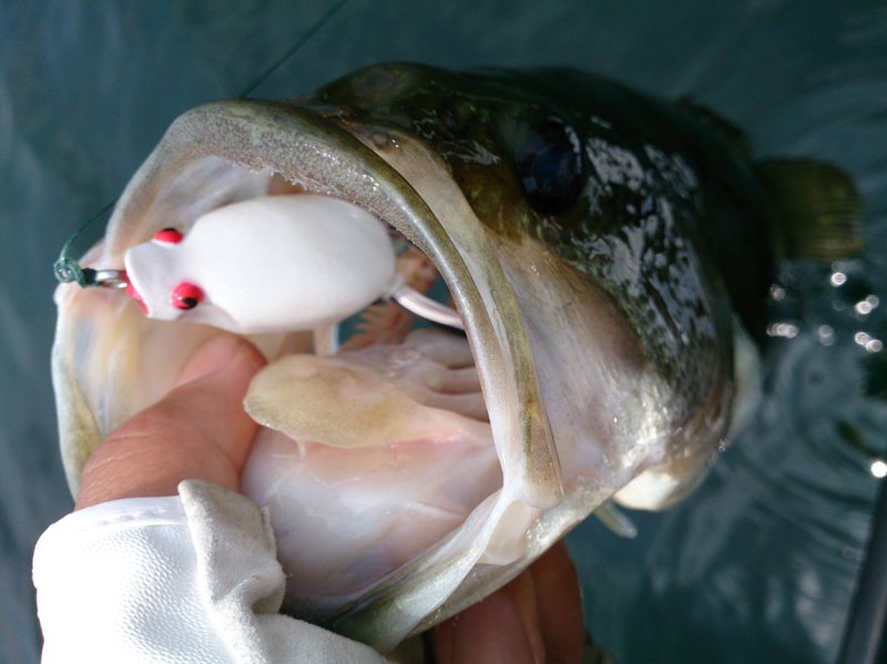 「滋賀県琵琶湖」楽しいフロッグゲームでブラックバス7匹釣果!