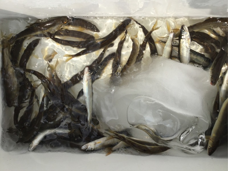 滋賀県知内川 琵琶湖の淡水餌釣りで小鮎釣果