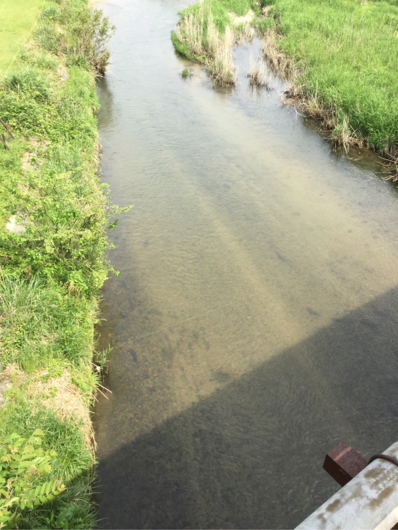 滋賀県知内川 琵琶湖の淡水餌釣りで小鮎釣果