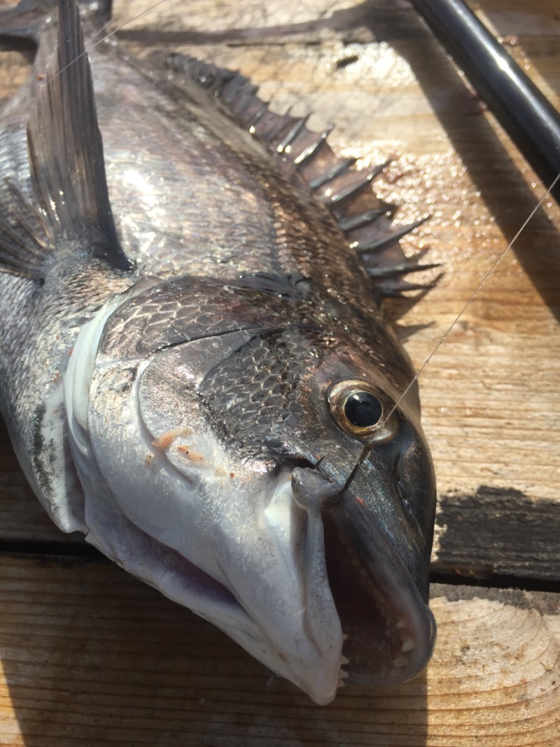 広島 大黒神のっこみ 筏かかり釣りでチヌ釣果