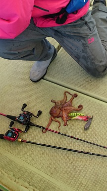 明石タコ釣りで真蛸釣果