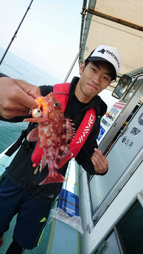 明石沖の船釣りで ガシラ・メバル釣果