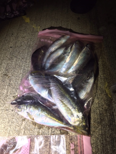 福井県 鷹巣沖のボートアジングでアジ・イカ釣果