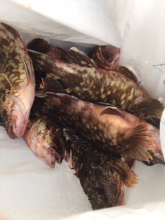 神戸7防のショアジギング&ロックフィッシュでガシラ釣果