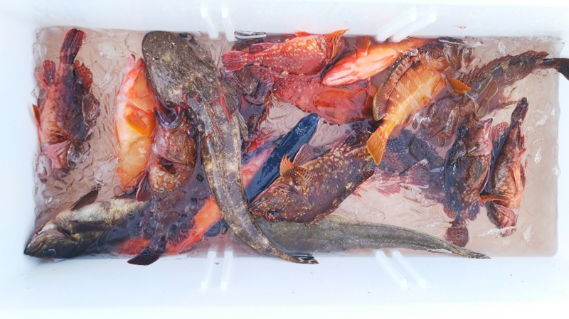 三重県志摩沖のSLJでイサキ・メバル・アカハタ・ガシラ釣果