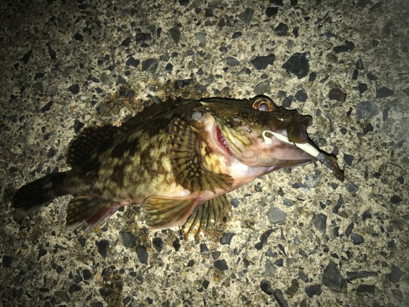 宮津 ロックフィッシュでアコウ・クロソイ・ガシラ釣果