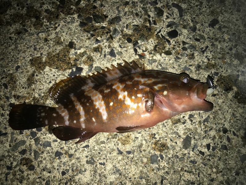 宮津 ロックフィッシュでアコウ・クロソイ・ガシラ釣果