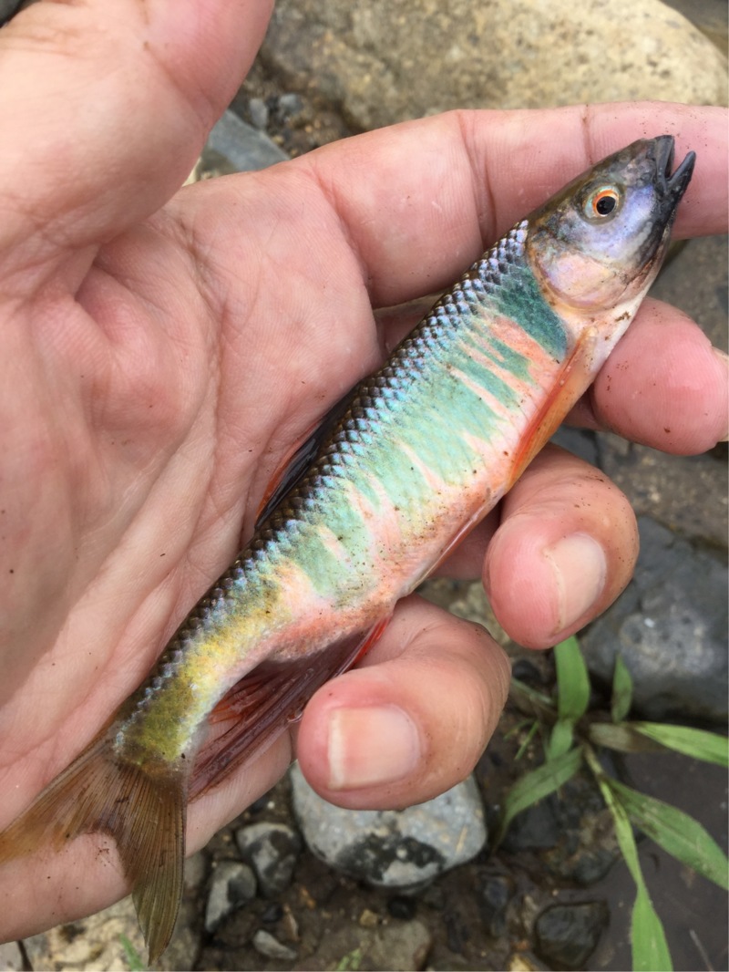 琵琶湖マキノ町知内川の淡水ウキ釣りで小鮎釣果