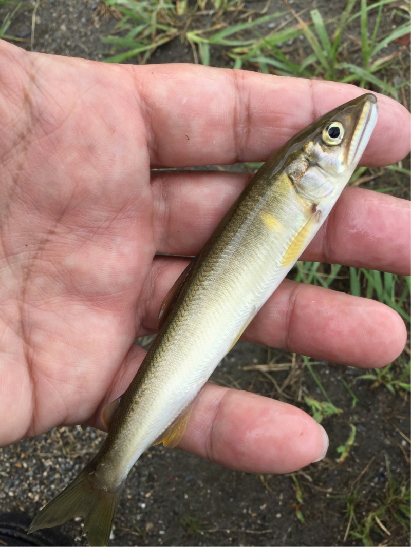 琵琶湖マキノ町知内川の淡水ウキ釣りで小鮎釣果