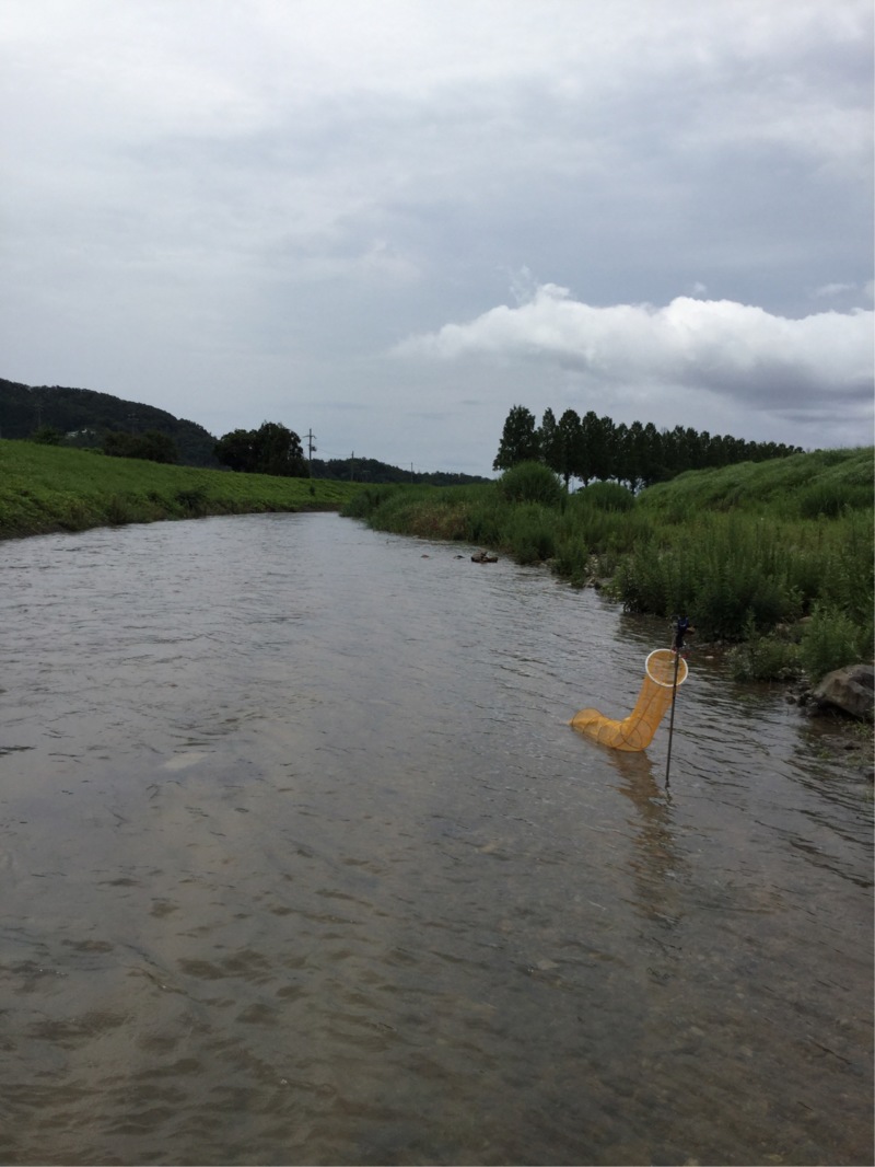 琵琶湖マキノ町知内川の淡水ウキ釣りで小鮎釣果
