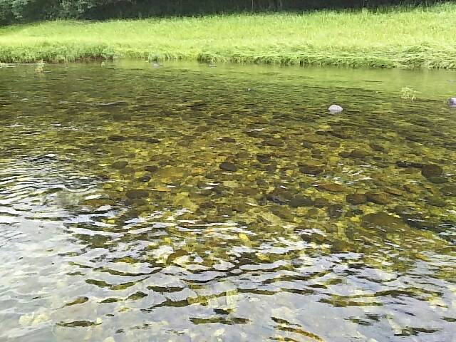 三重県名張川の鮎友釣りで鮎釣果