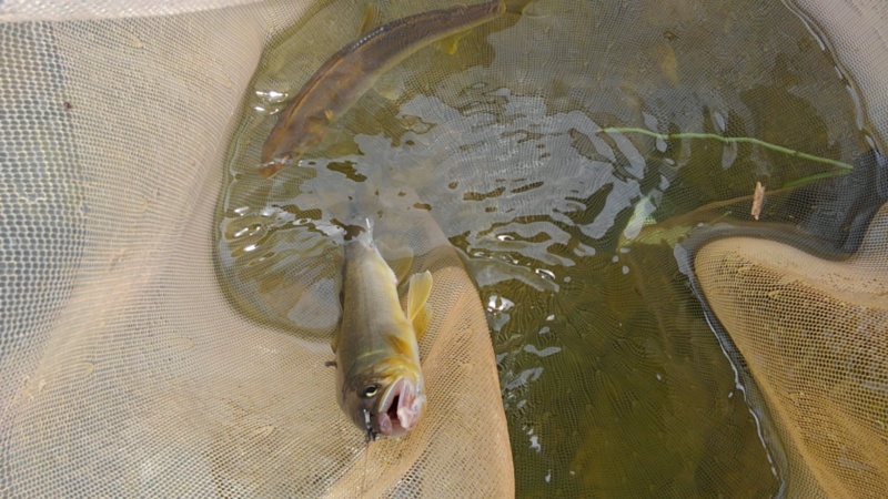三重県名張川の鮎友釣りで鮎釣果