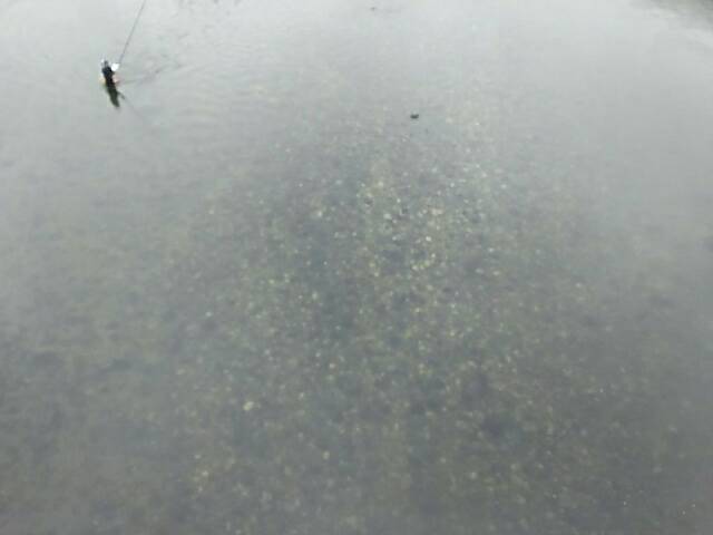 三重県名張川の鮎友釣りで鮎釣果