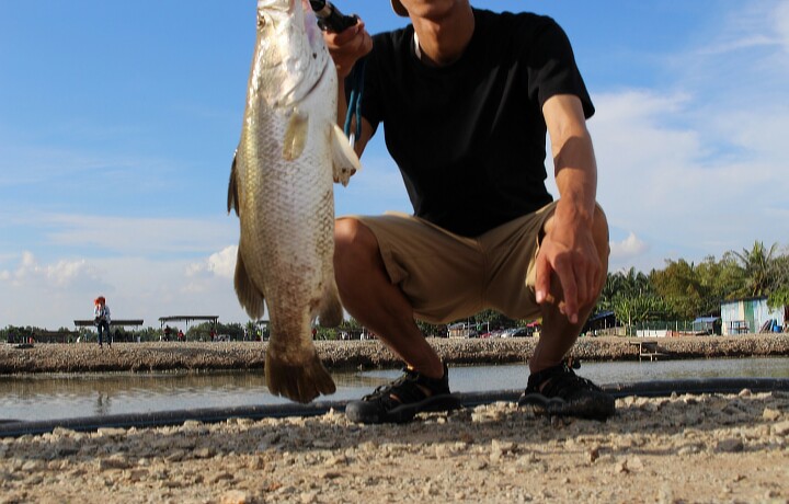 マレーシアでグルーパー、バラマンティ、GT釣果