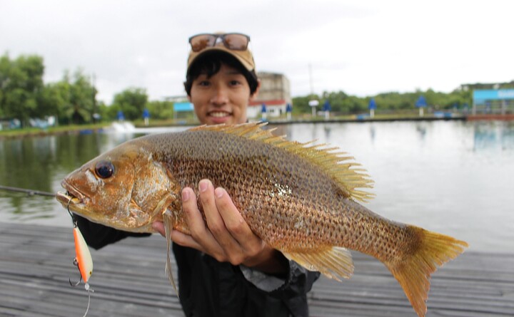 マレーシアでグルーパー、バラマンティ、GT釣果