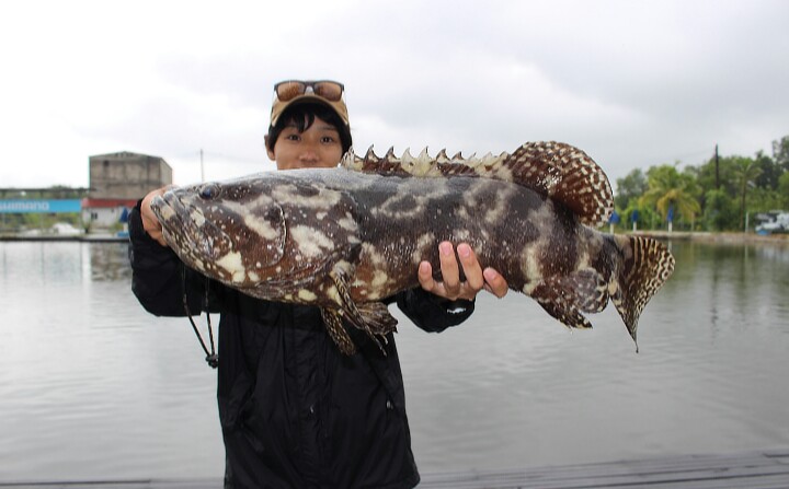 マレーシアでグルーパー、バラマンティ、GT釣果