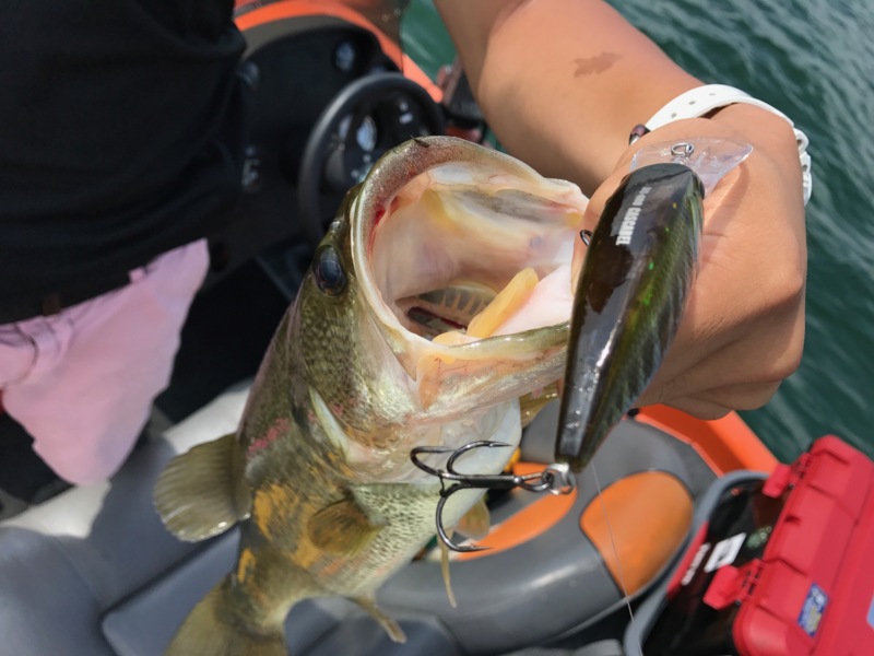 琵琶湖バスボートでブラックバス釣果
