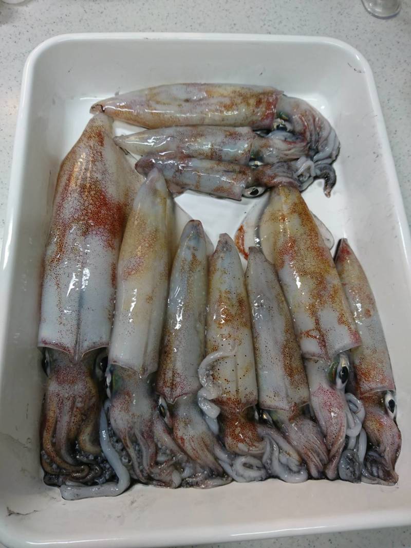 福井県小浜 イカメタルでイカ釣果