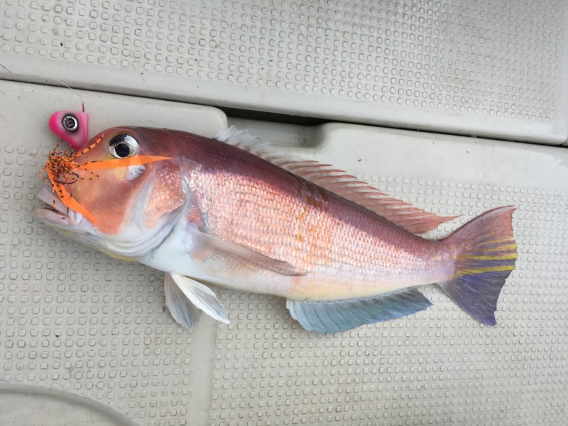 和歌山海竜タイラバでアマダイ釣果