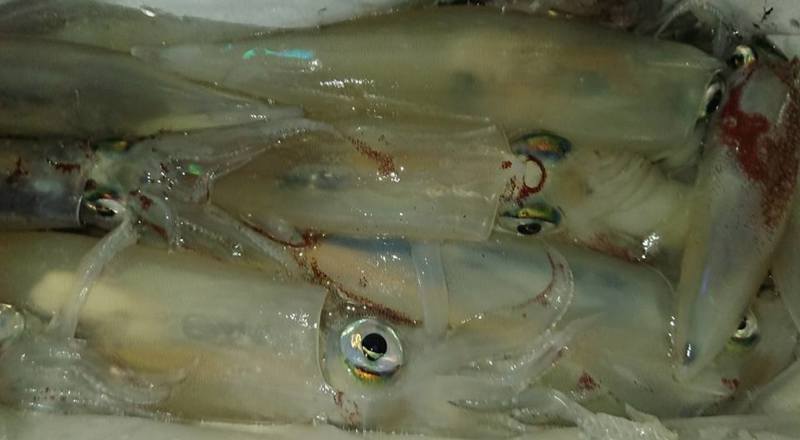 鳥取の船つりでマイカ釣果