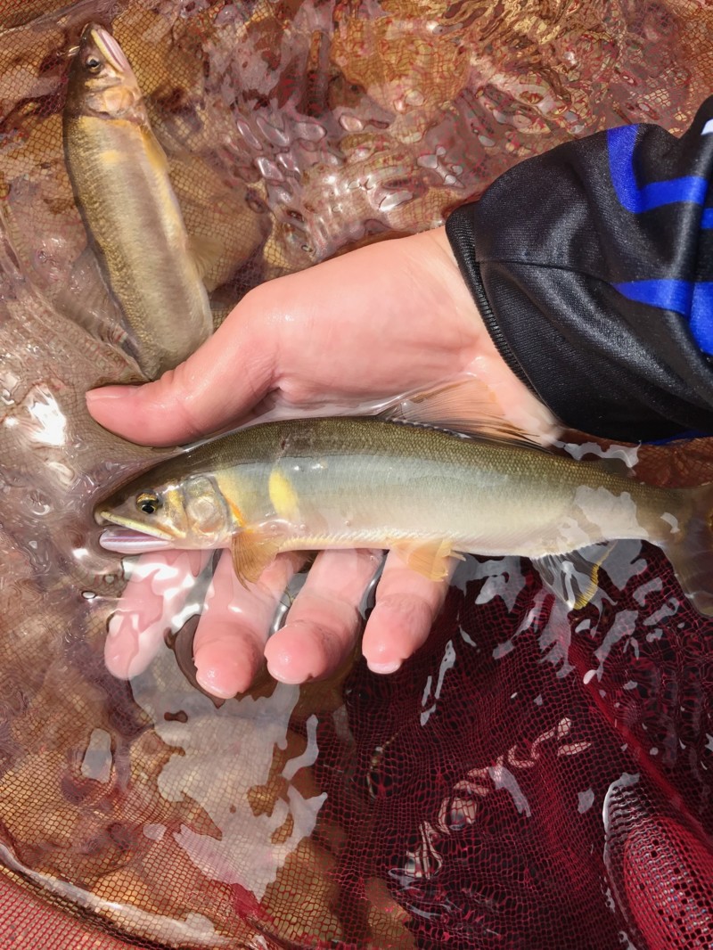 和歌山県古座川町の友釣りで鮎釣果