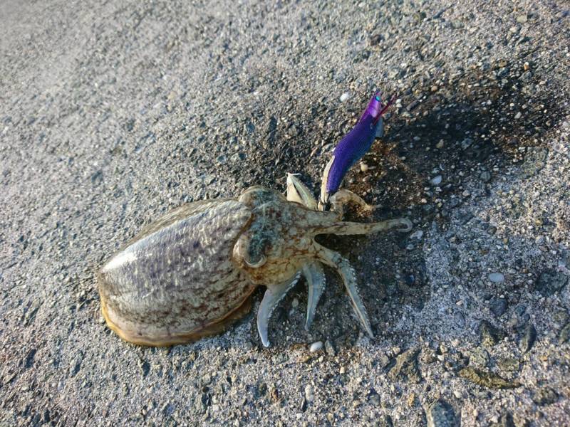 淡路島 エギング