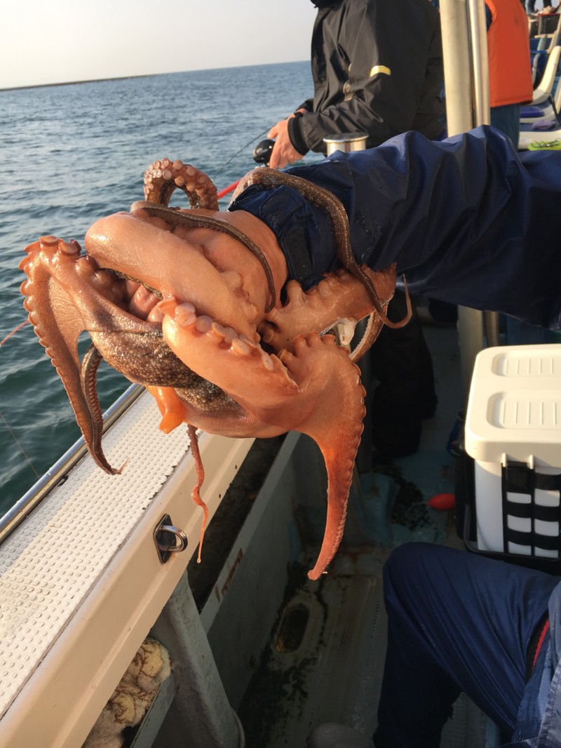 こんな季節ですがタコ釣れてます!!