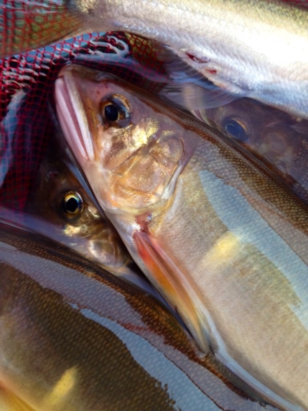 「三重県熊野市|大又川/渓流で鮎釣果