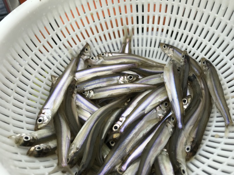 青野ダムワカサギ釣り