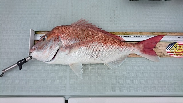 和歌山・タイラバ釣行記