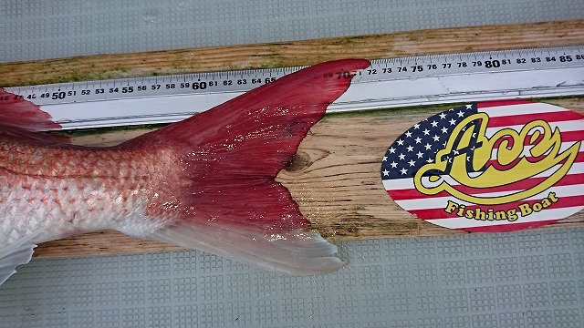 和歌山・タイラバ釣行記