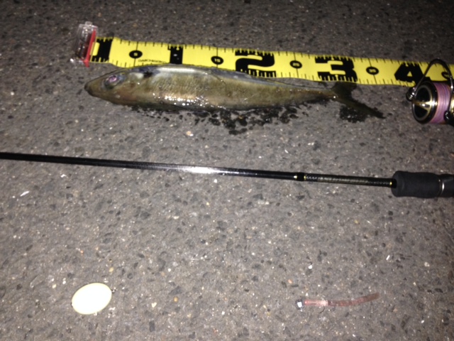 長崎県 壱岐 アジング釣行