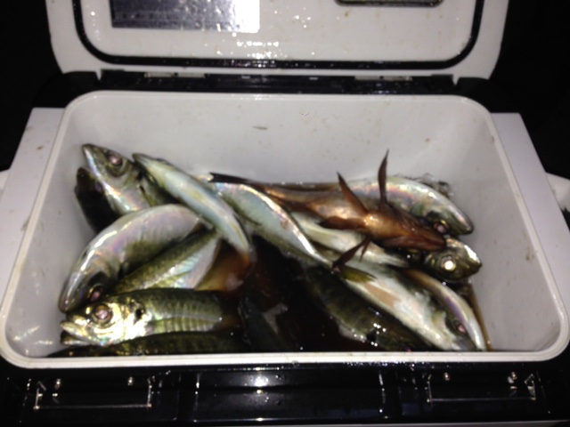 長崎県 壱岐 アジング釣行