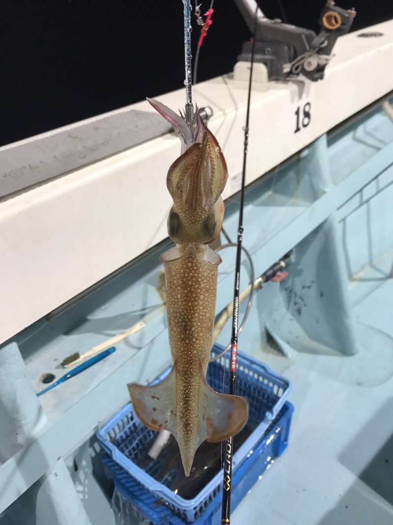 初のイカメタル釣行