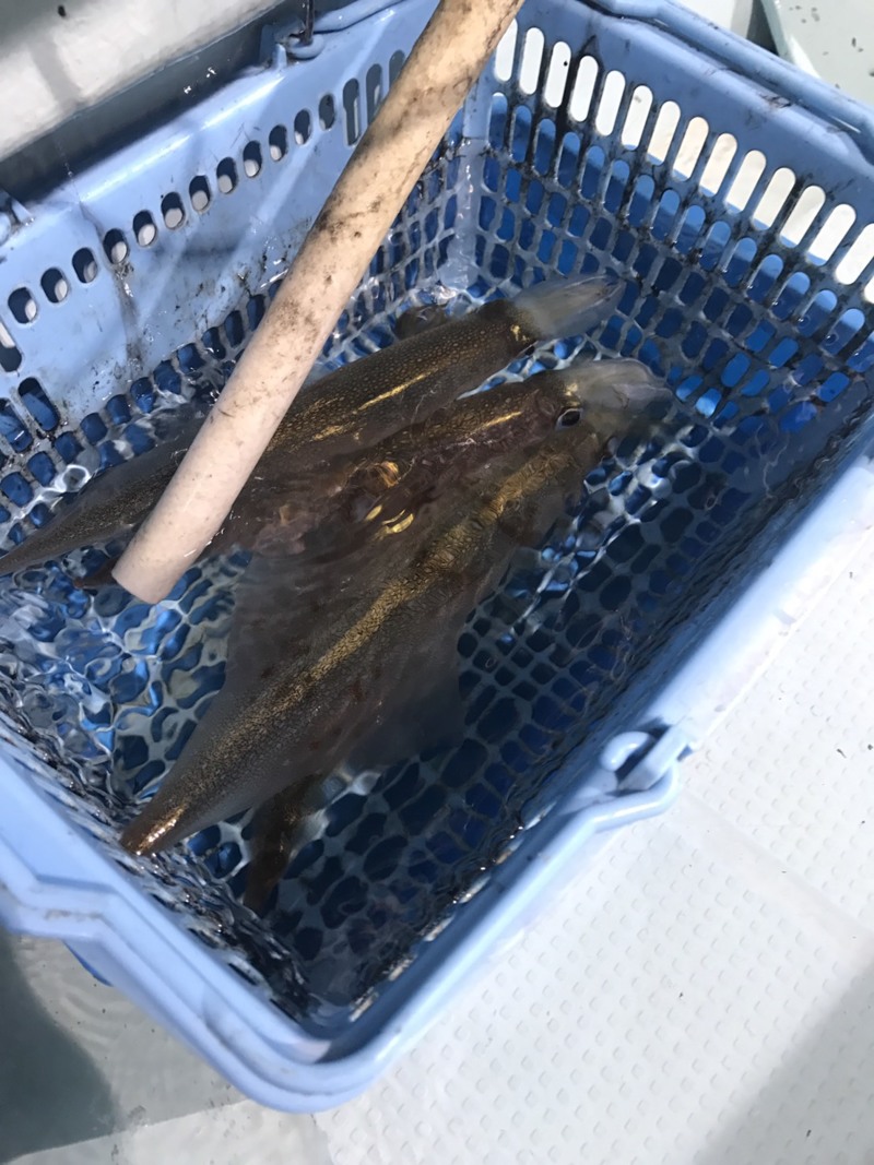 初のイカメタル釣行