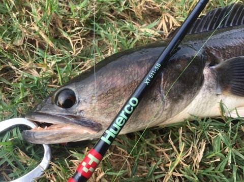 ピラルク!ゲット! inタイ