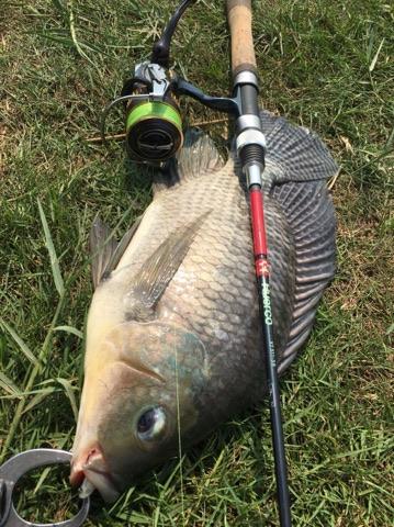 ピラルク!ゲット! inタイ