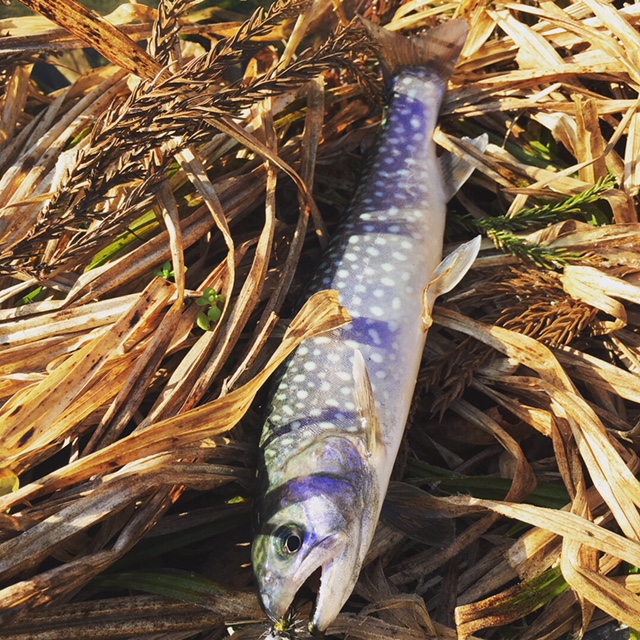 朽木渓流魚センター