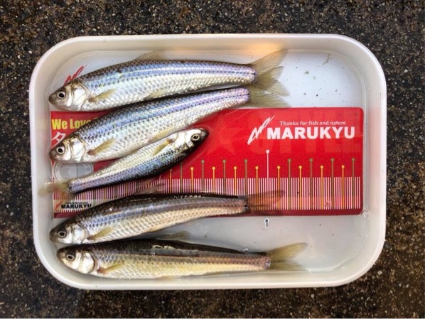 琵琶湖本モロコ1