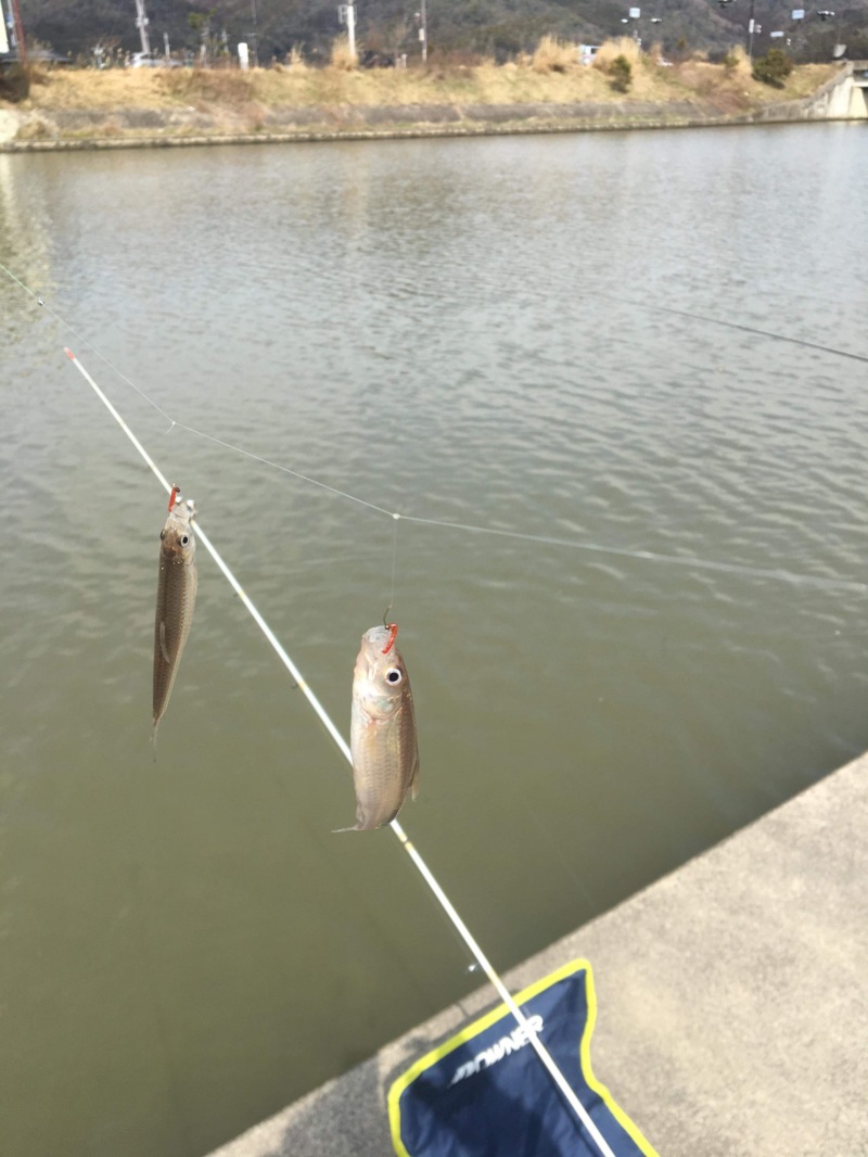 琵琶湖本モロコ2