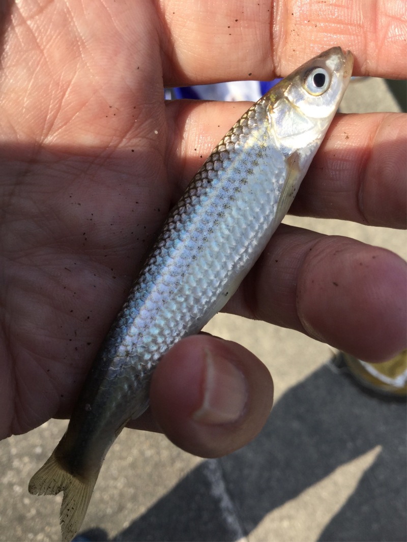 琵琶湖本モロコ2