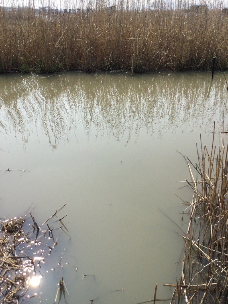 琵琶湖本モロコ4