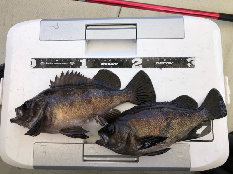 明石の船メバル!