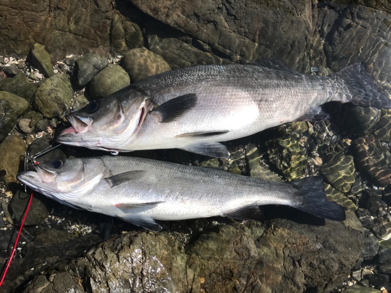 和歌山 ヒラスズキ釣り