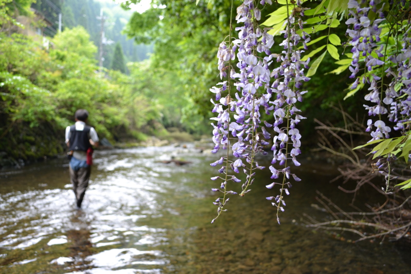 二刀流で狙う初夏の渓魚