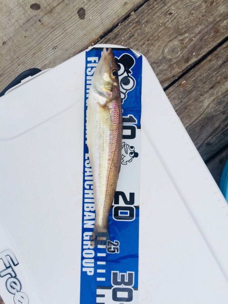 のんびり久美浜筏釣行