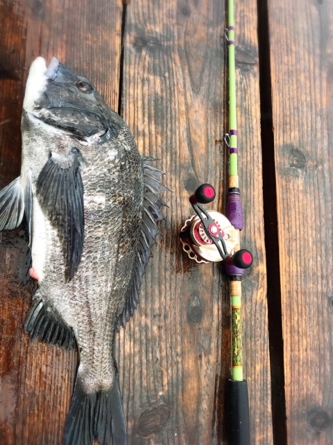 広島イカダチヌ