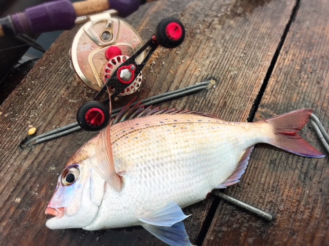 広島イカダチヌ