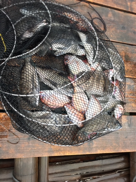 広島イカダチヌ