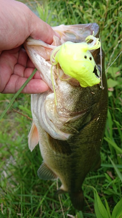 フロッグゲーム開幕!